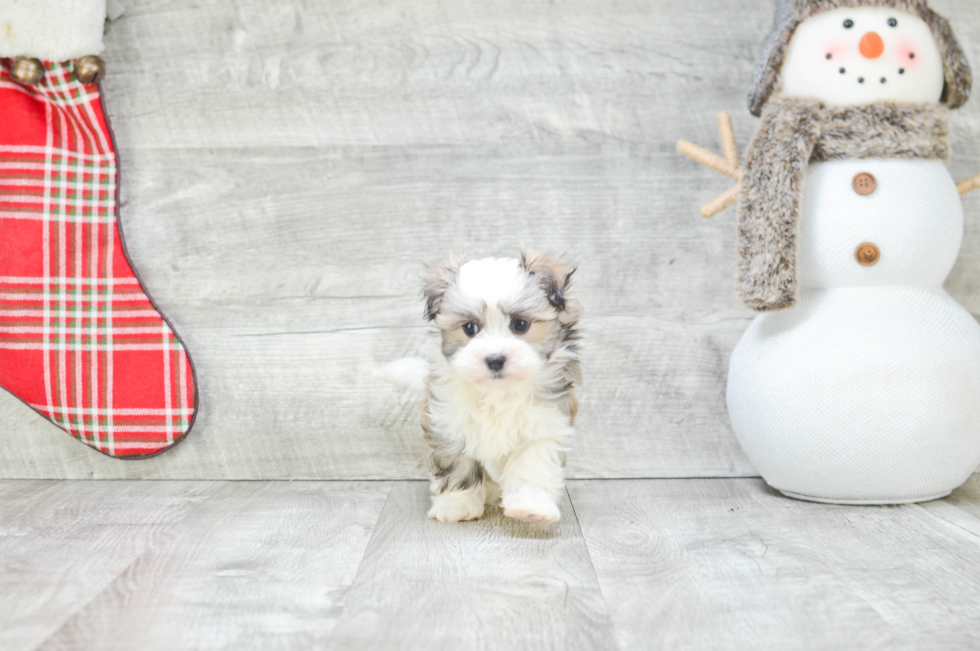 Little Havanese Purebred Pup