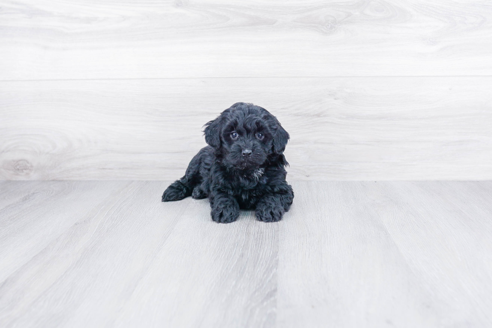 Mini Goldendoodle Puppy for Adoption