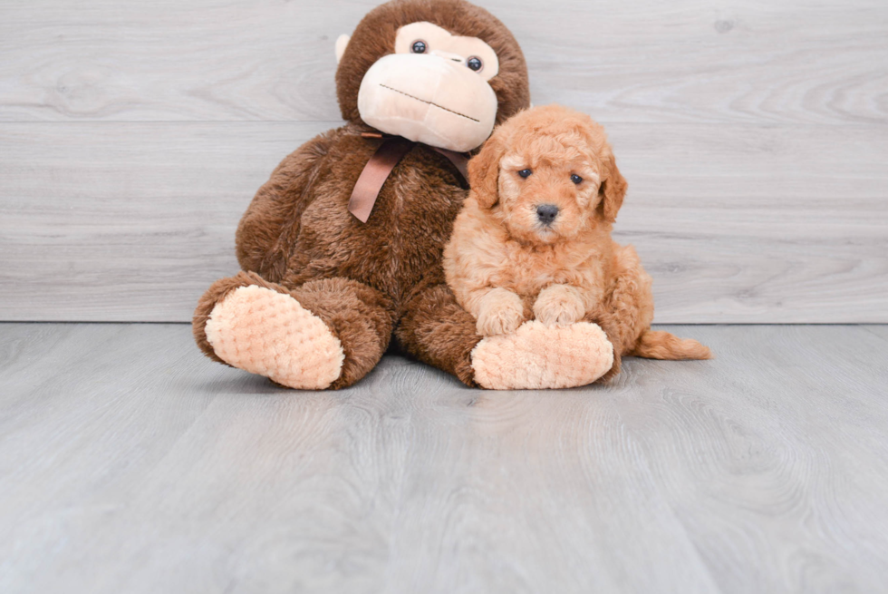 Mini Goldendoodle Pup Being Cute