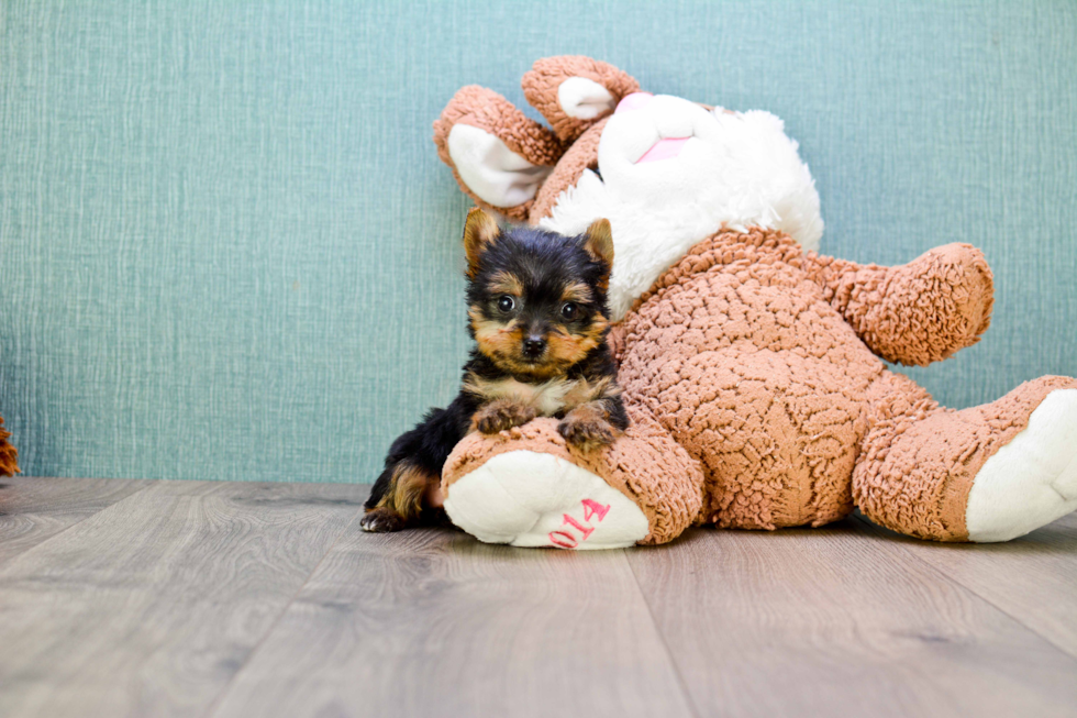 Meet Tinkerbell - our Yorkshire Terrier Puppy Photo 