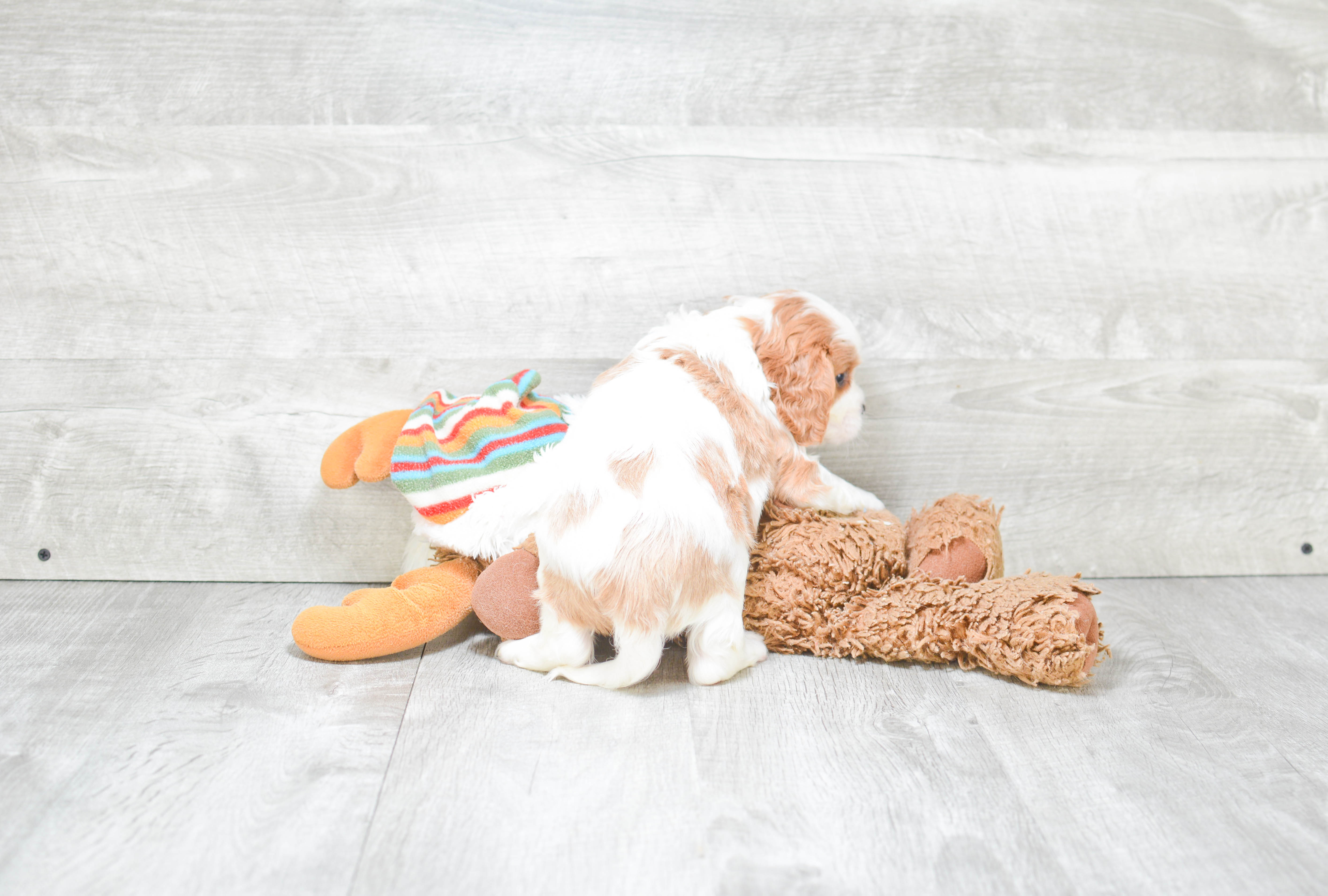 Little Cavoodle Poodle Mix Puppy
