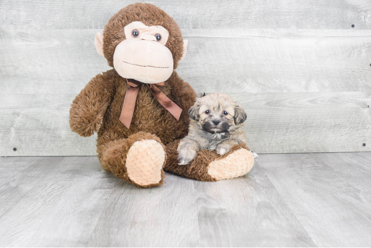 Hypoallergenic Shichon Designer Puppy