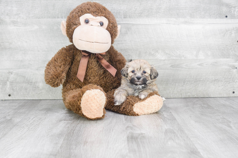 Hypoallergenic Shichon Designer Puppy