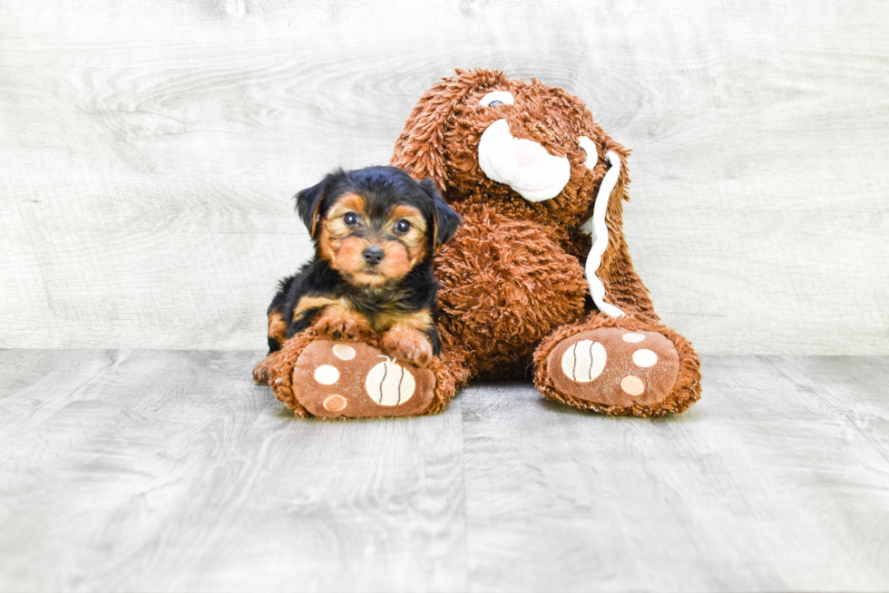 Meet Timmy - our Yorkshire Terrier Puppy Photo 