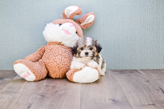 Teddy Bear Pup Being Cute