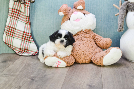 Teddy Bear Pup Being Cute