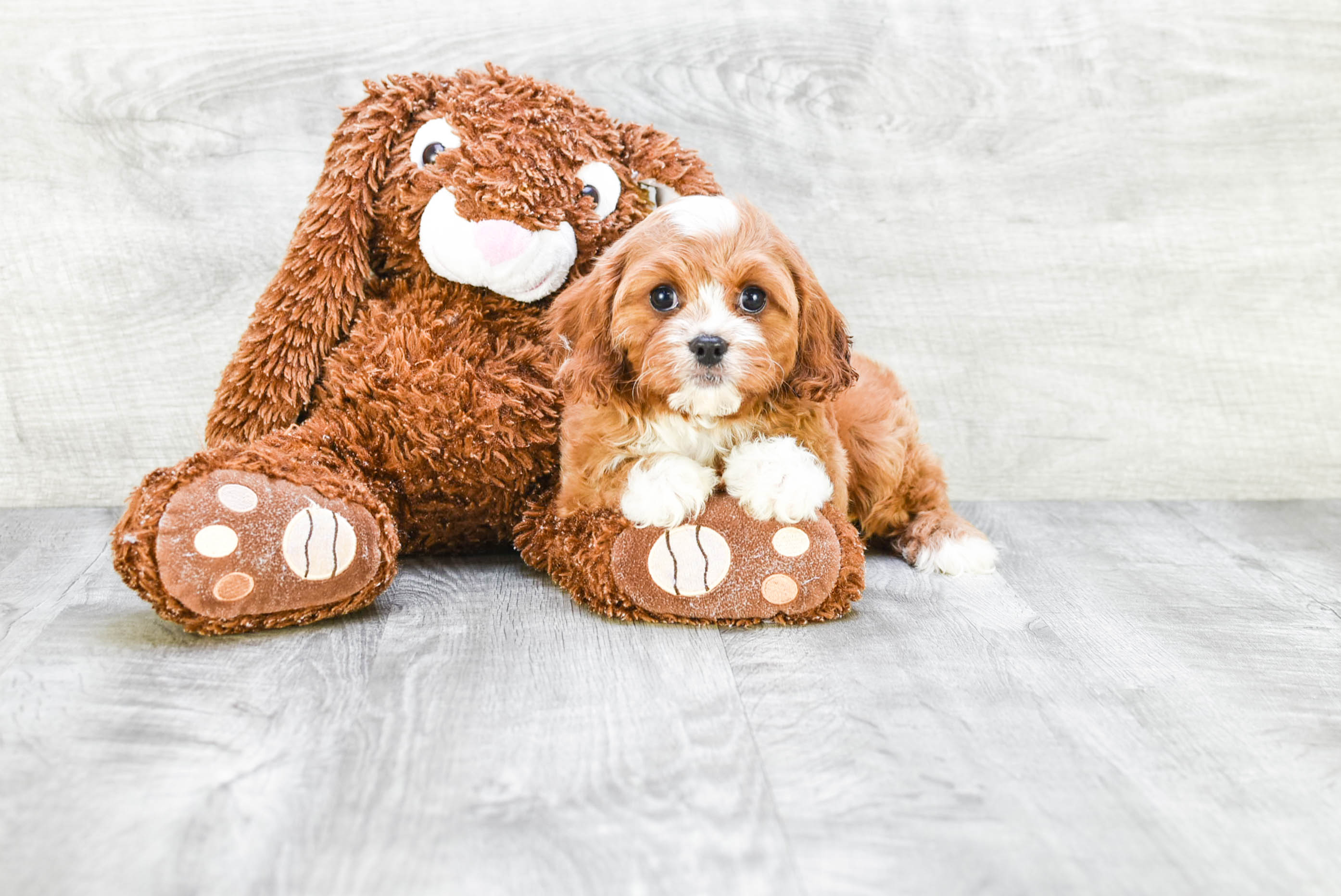 Best Cavapoo Baby