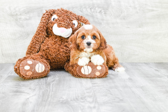 Best Cavapoo Baby