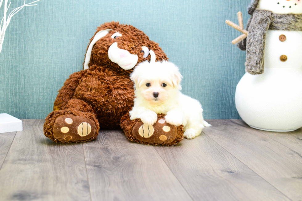 Friendly Maltipoo Baby