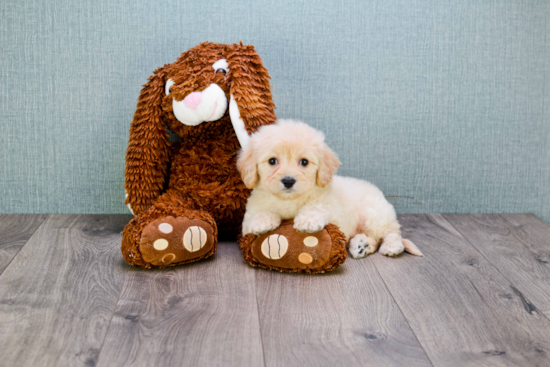 Adorable Cavalier Designer Puppy