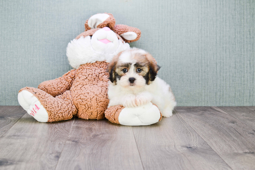 Teddy Bear Pup Being Cute