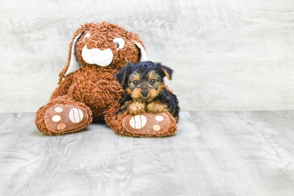 Meet Jeremy - our Yorkshire Terrier Puppy Photo 