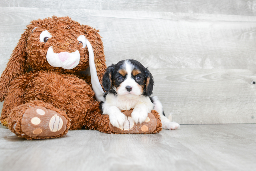 Cavalier King Charles Spaniel Pup Being Cute