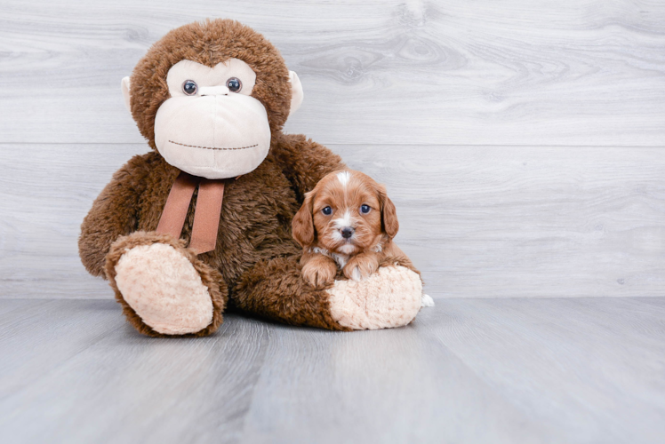 Funny Cavapoo Poodle Mix Pup