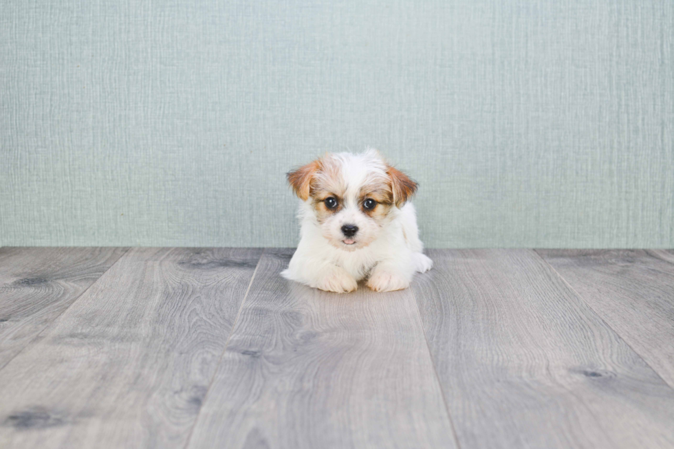 Teddy Bear Puppy for Adoption