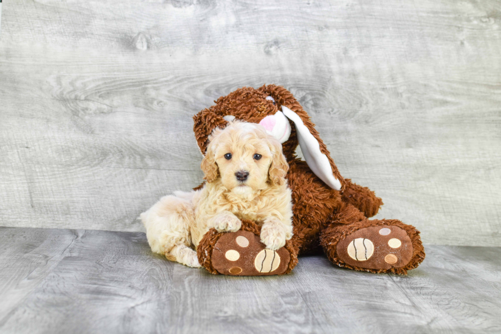 Mini Goldendoodle Puppy for Adoption