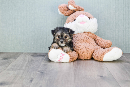 Morkie Puppy for Adoption