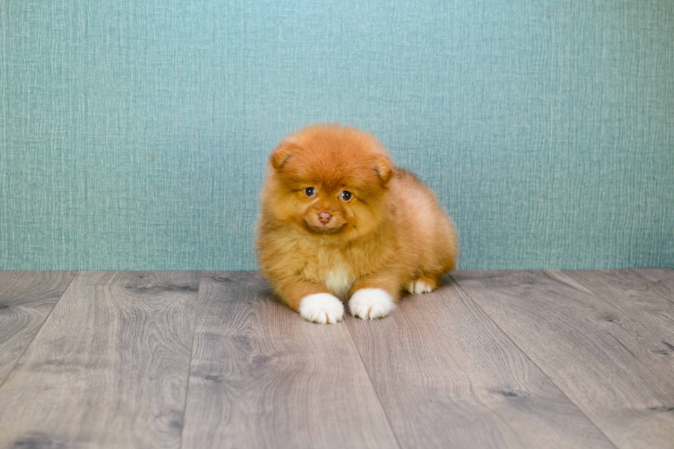 Best Pomeranian Baby