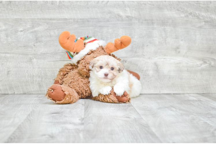 Popular Havanese Purebred Pup