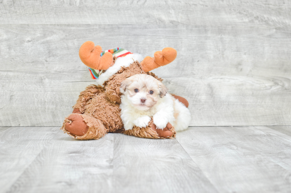 Popular Havanese Purebred Pup