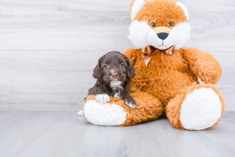 Adorable Cockerpoo Poodle Mix Puppy