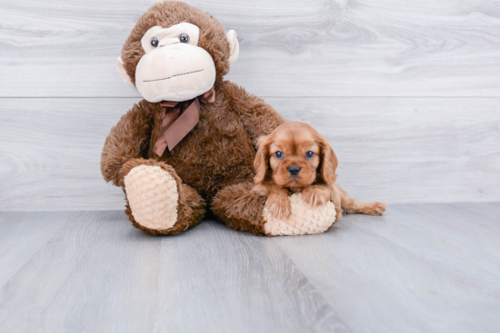 Cavalier King Charles Spaniel Pup Being Cute