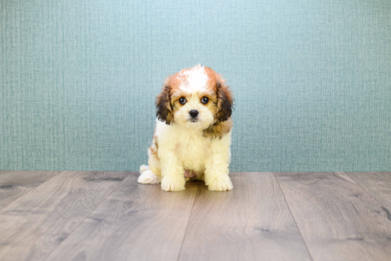 Little Cavalier Designer Puppy