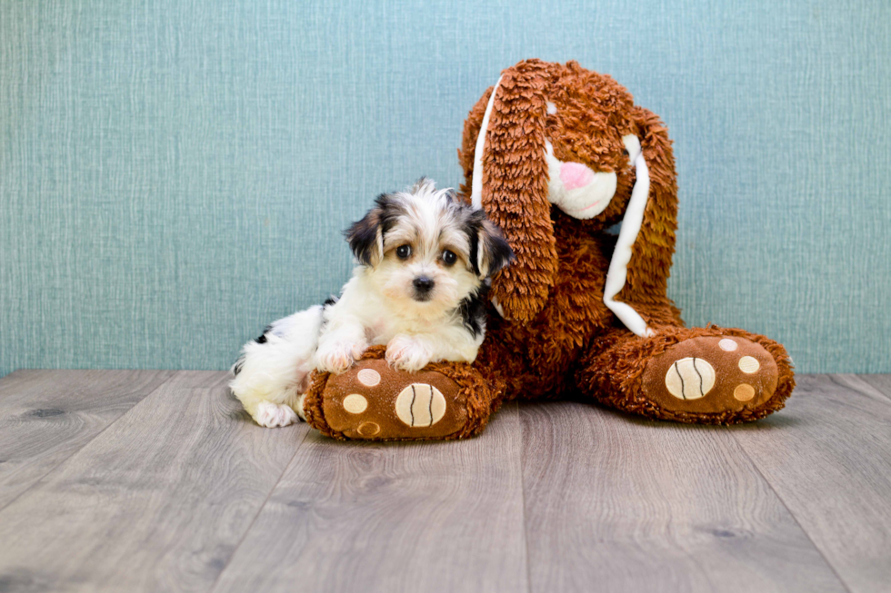 Morkie Pup Being Cute