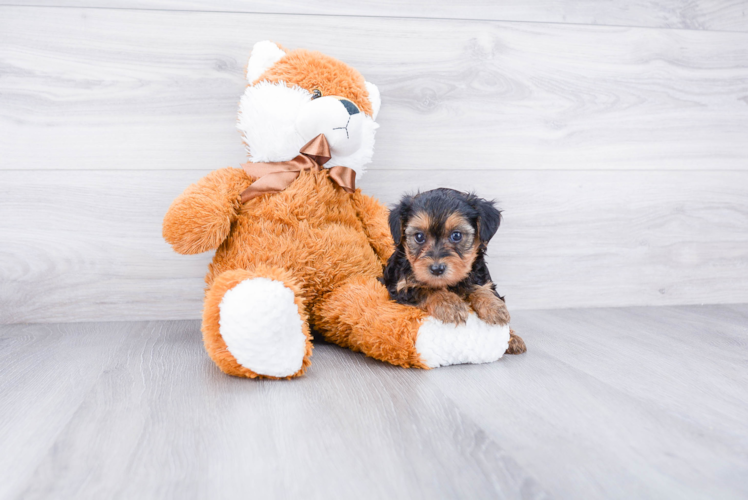 Cute Yorkie Poo Baby