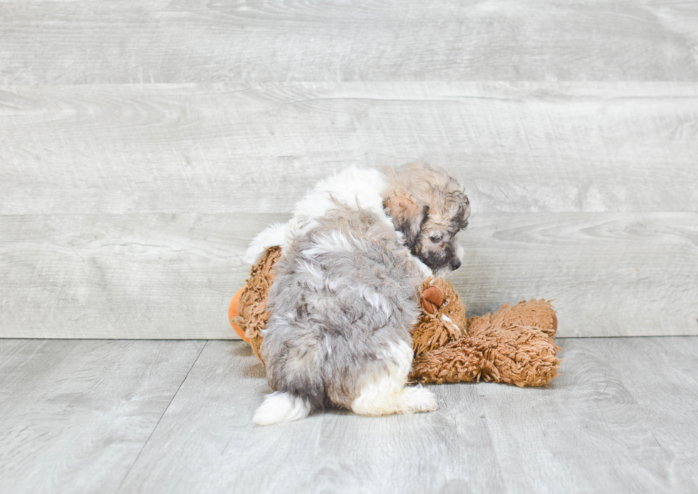 Havanese Puppy for Adoption