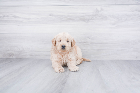 Fluffy Mini Goldendoodle Poodle Mix Pup