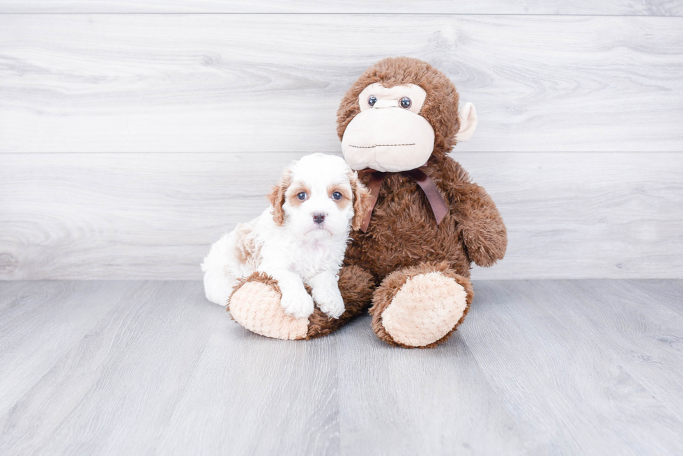 Cavapoo Puppy for Adoption