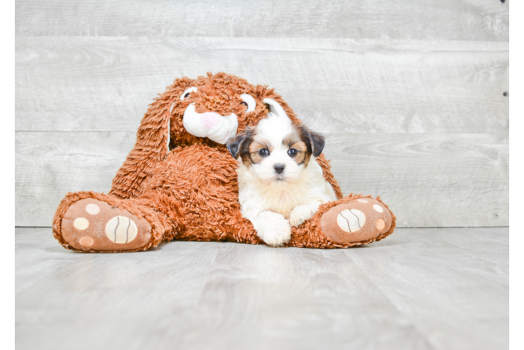 Teddy Bear Pup Being Cute