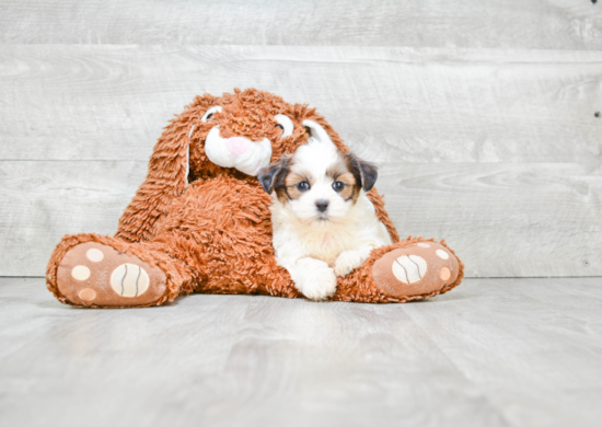 Teddy Bear Pup Being Cute