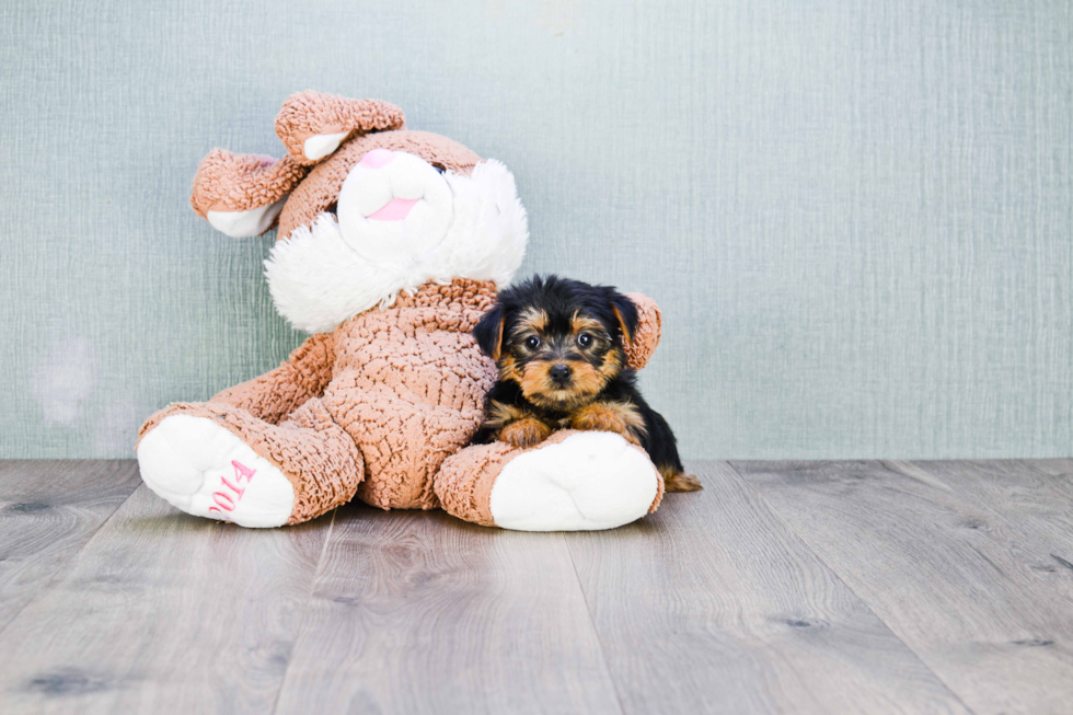 Meet Bella - our Yorkshire Terrier Puppy Photo 