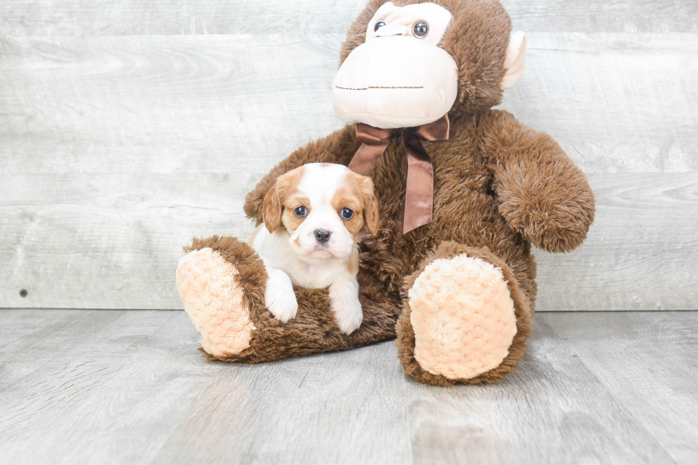 Cavalier King Charles Spaniel Puppy for Adoption