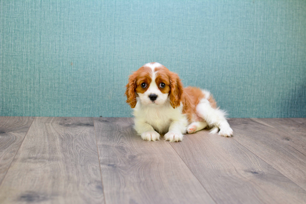 Happy Cavalier King Charles Spaniel Purebred Puppy