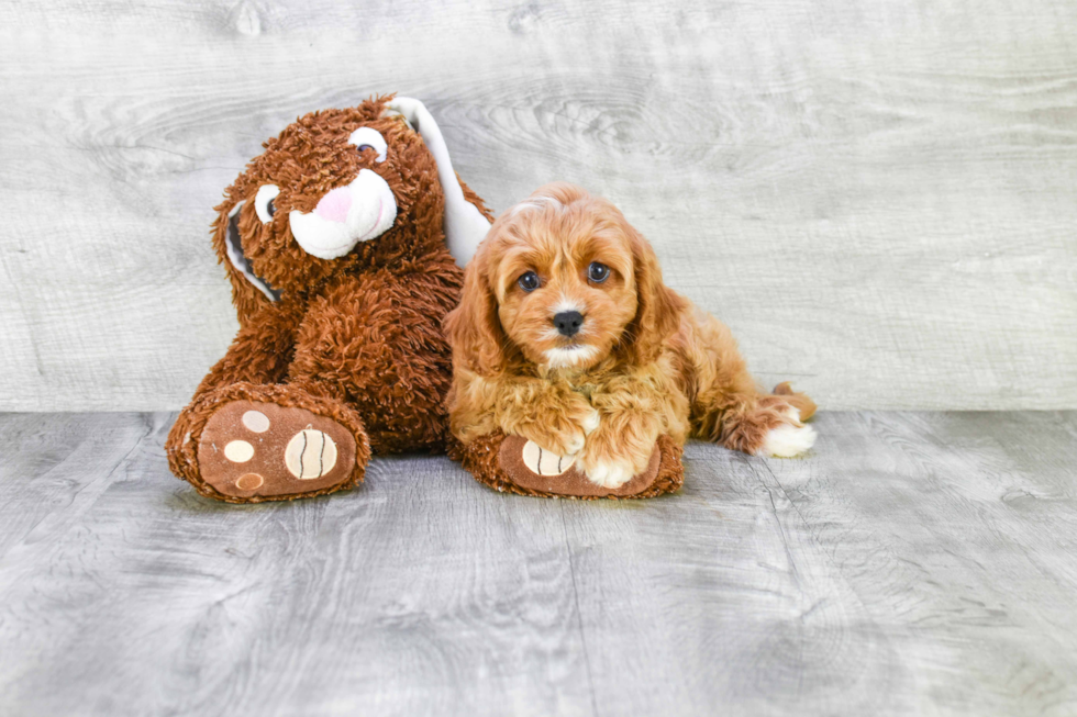 Smart Cavapoo Poodle Mix Pup