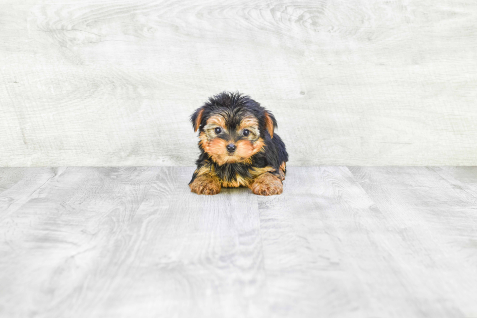 Meet Goldie - our Yorkshire Terrier Puppy Photo 