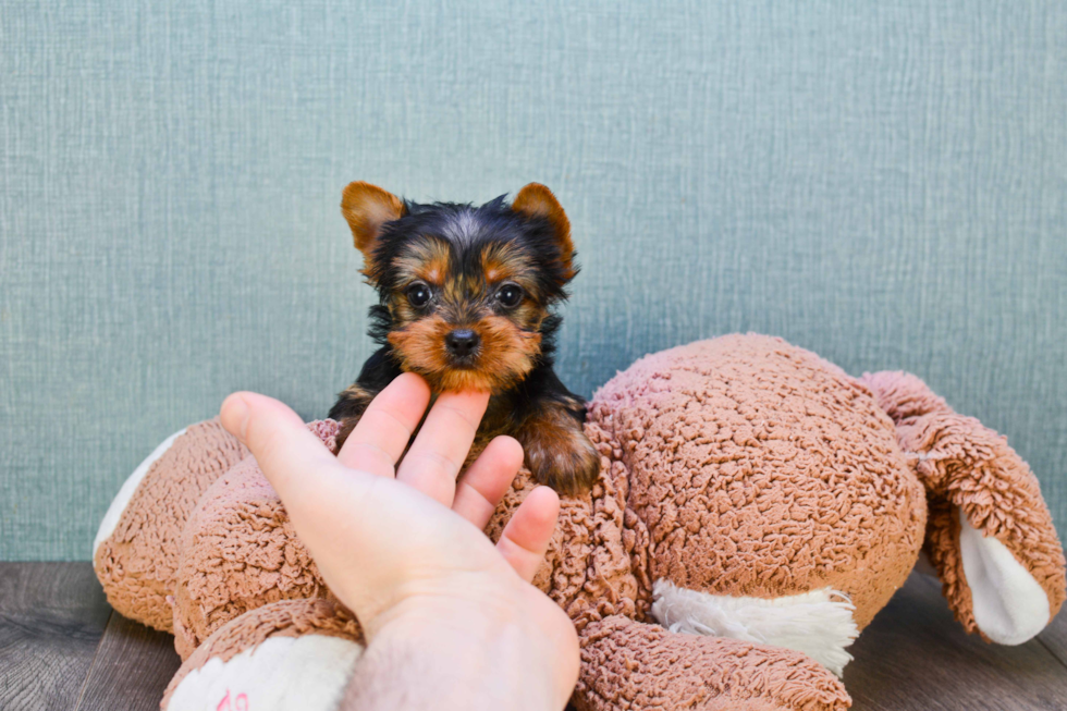 Meet Jeremy - our Yorkshire Terrier Puppy Photo 