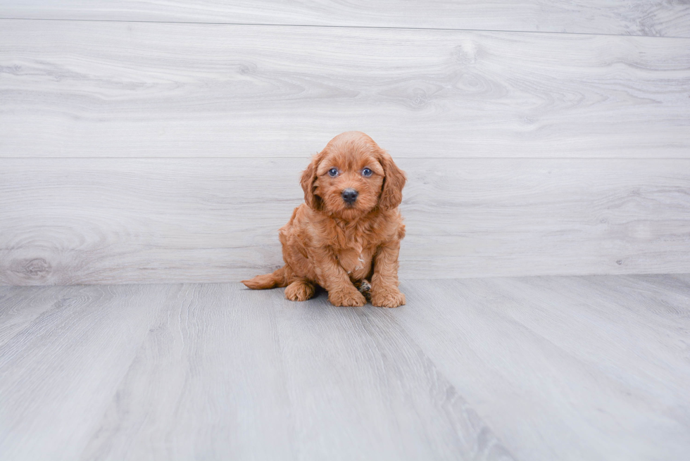 Mini Goldendoodle Puppy for Adoption