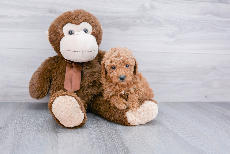 Happy Mini Goldendoodle Baby