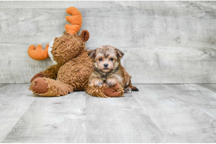 Morkie Pup Being Cute