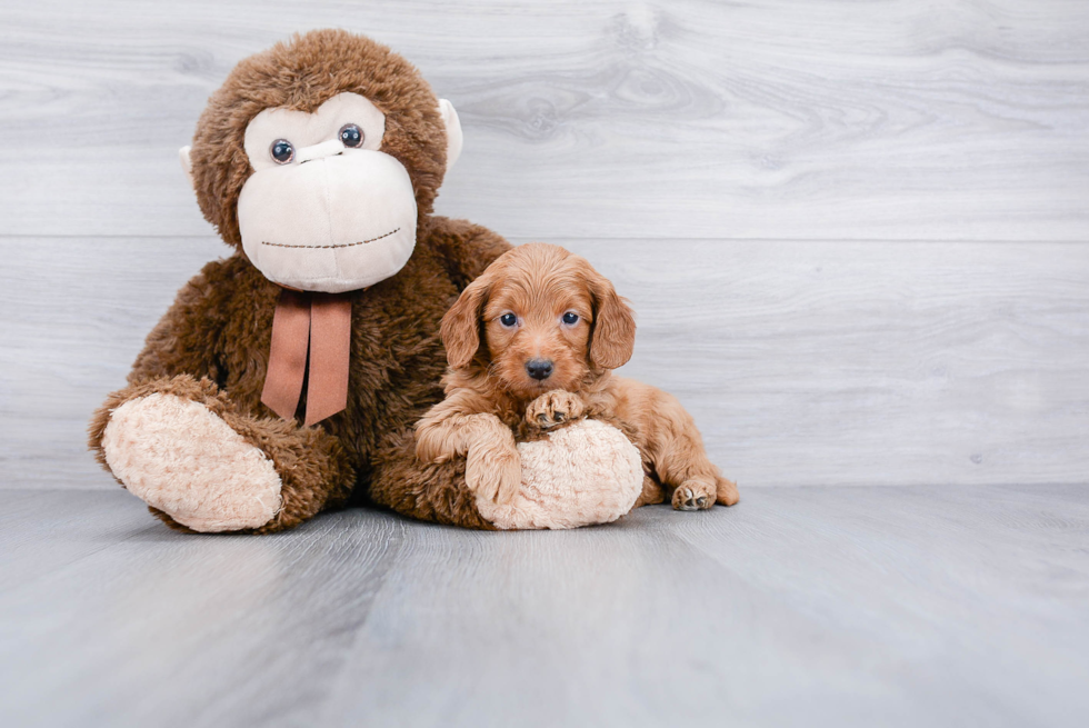 Mini Goldendoodle Pup Being Cute