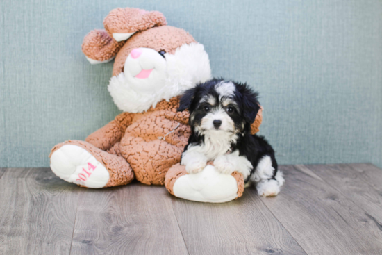 Smart Cavachon Designer Pup