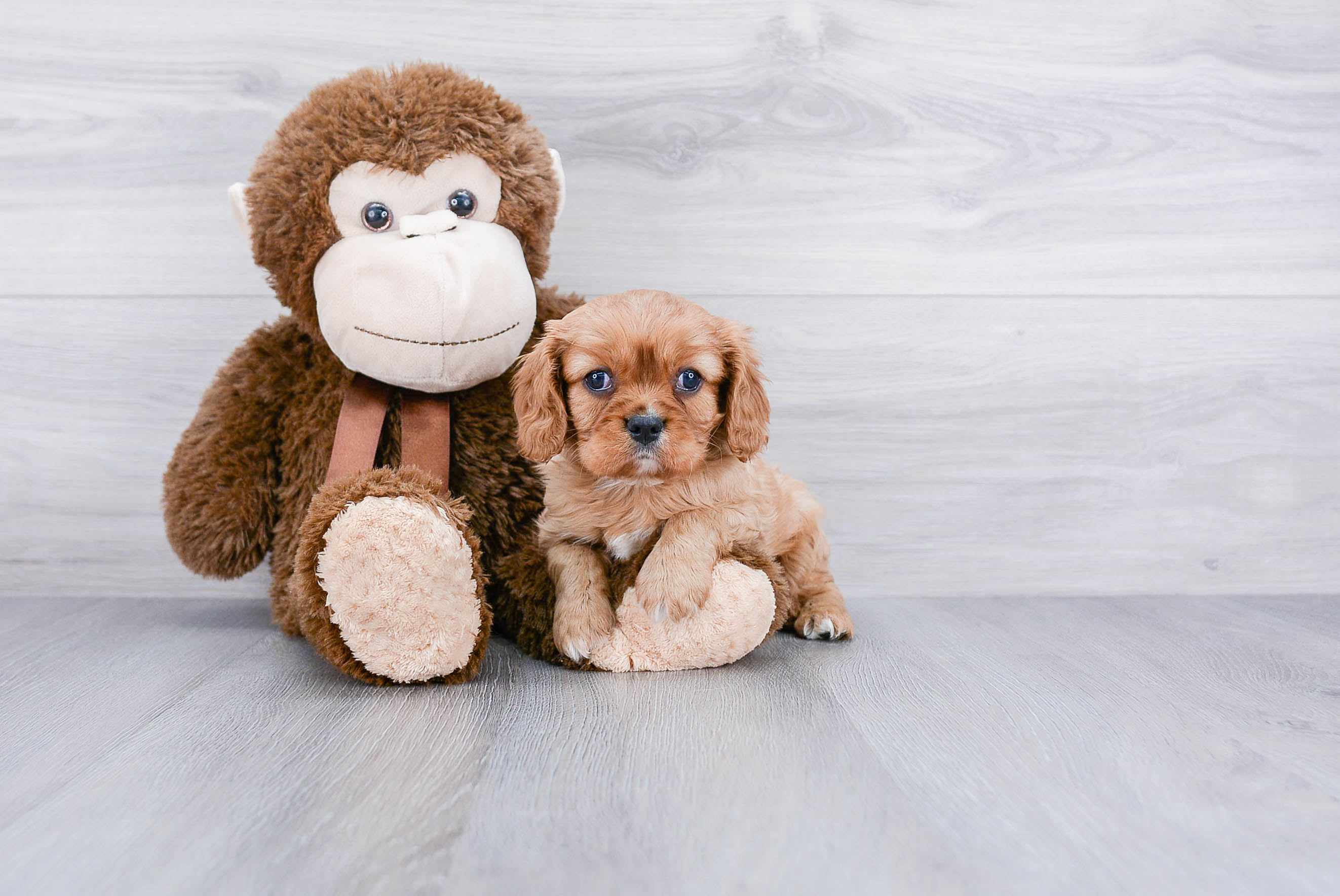 Cavalier King Charles Spaniel Puppy for Adoption
