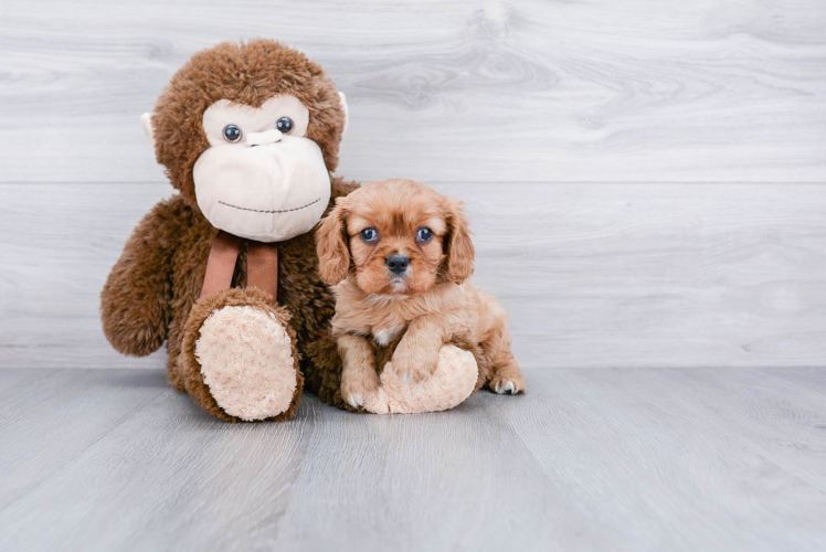 Cavalier King Charles Spaniel Puppy for Adoption
