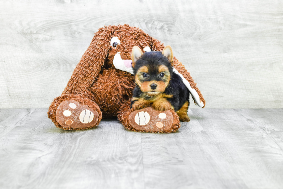 Meet Ronaldo - our Yorkshire Terrier Puppy Photo 