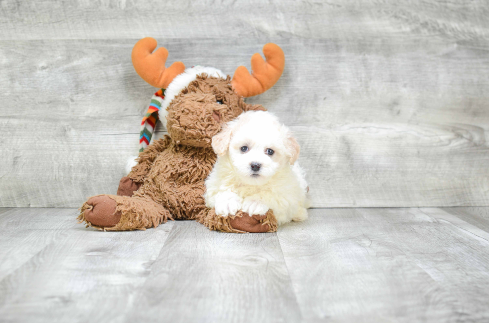 Havanese Pup Being Cute