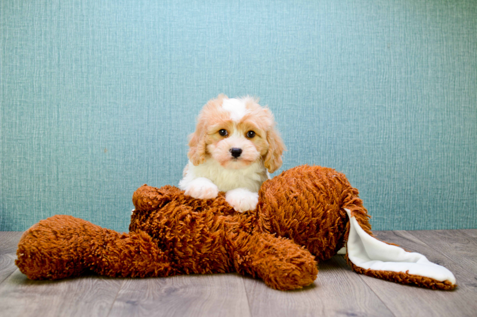 Sweet Cavachon Baby